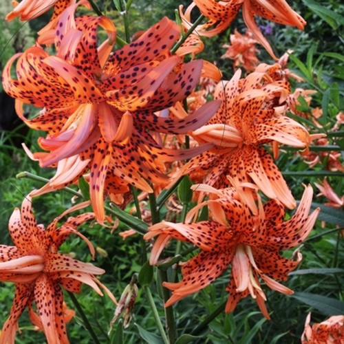 Lilium 'Flore Pleno' - Liilia 'Flore Pleno' P11/0,75L Lilium 'Flore Pleno' - Liilia 'Flore Pleno' P11/0,75L